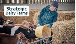 Scanning for healthy heifers: Tackling early signs of pneumonia